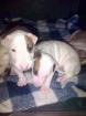 Chiots type bull terrier - Miniature