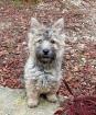 Chiot cairn terrier - Miniature