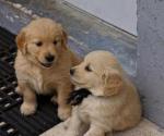 Chiots golden retriever - Miniature