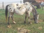 Jument poulinière appaloosa 7 ans - Miniature