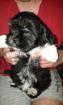 Chiots lhassa apso - Miniature