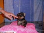 Chiot mini femelle yorkshire lof - Miniature