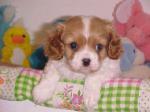 Superbe chiot cavalier king charles femelle. - Miniature