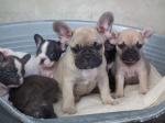 Chiots bouledogues francais - Miniature