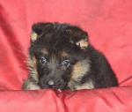 A donner chiot type berger allemand femelle - Miniature