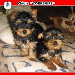 Splendide chiots yorkshire - Miniature