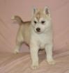 Bebe chiot husky siberien femelle disponible - Miniature