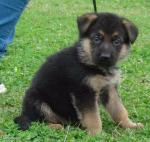 A donner chiot berger allemand femelle non lof - Miniature