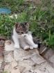 Chaton - Miniature