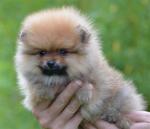 Deux magnifiques chiots de race spitz allemand - Miniature