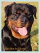 Saillie rottweiler - Miniature