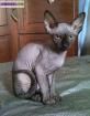 Chaton sphynx - Miniature