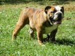 Bulldog anglais lof - Miniature