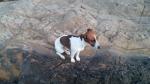 Jack russel - Miniature