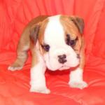 Magnifique bulldog anglais - Miniature