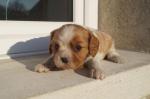 Chiot cavalier charles king  non lof - Miniature