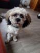 Chien lhassa apso - Miniature