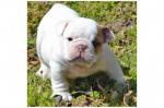 D'apparence bulldog anglais non lof  - Miniature