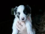 Chiots type border collie - Miniature