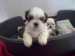 Shih-tzu - Miniature