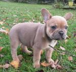 Chiot de type bouledogue français femelle a adopte - Miniature