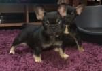  bouledogue francais chiots lof - Miniature