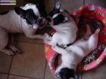 Adoptions de chiots bouledogue français - Miniature