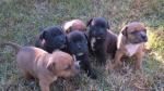 Chiots staffordshire bull terrier lof - Miniature