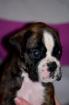 Chiot boxer lof à réserver - Miniature