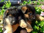 A donner 2 belles chiots berger allemand - Miniature