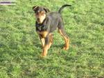 Chiots type berger beauceron - Miniature