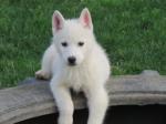 A donner magnifique a donner chiot siberian husky - Miniature