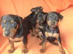 Vends chiot pinsher nain - Miniature