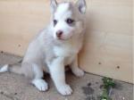 A réserver chiots type husky de siberien - Miniature