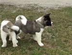 Donne ses magnifiques chiots akita inu - Miniature