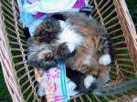 Superbe chatte angora - Miniature