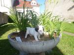 Chiots jack russel  - Miniature