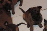 Chiots malinois - Miniature