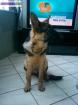 Male type berger allemand non lof - Miniature