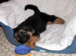 Chiot type berger allemand femelle - Miniature