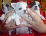 Adorables chiots chihuahua - Miniature