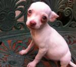 A vendre chihuahua. - Miniature