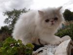 Chaton persan loof - Miniature