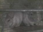 2 chinchilla belge et blancs de 1 ans  - Miniature