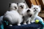 Chaton sacre de birmanie pour adoption - Miniature