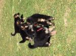 Chiots berger allemand - Miniature