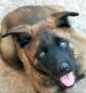 Chiots malinois - Miniature