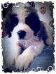 Chiot saint bernard lof - Miniature