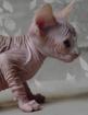 Chatons sphynx male et femelle disponibles. - Miniature