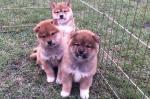 Adorables chiots shiba-inu lof - Miniature